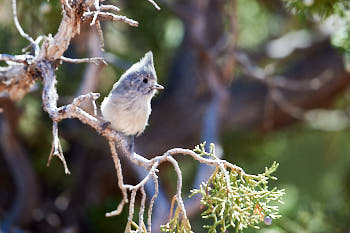 Wildlife Yellowstone<br>NIKON D4, 500 mm, 500 ISO,  1/1000 sec,  f : 5.6 